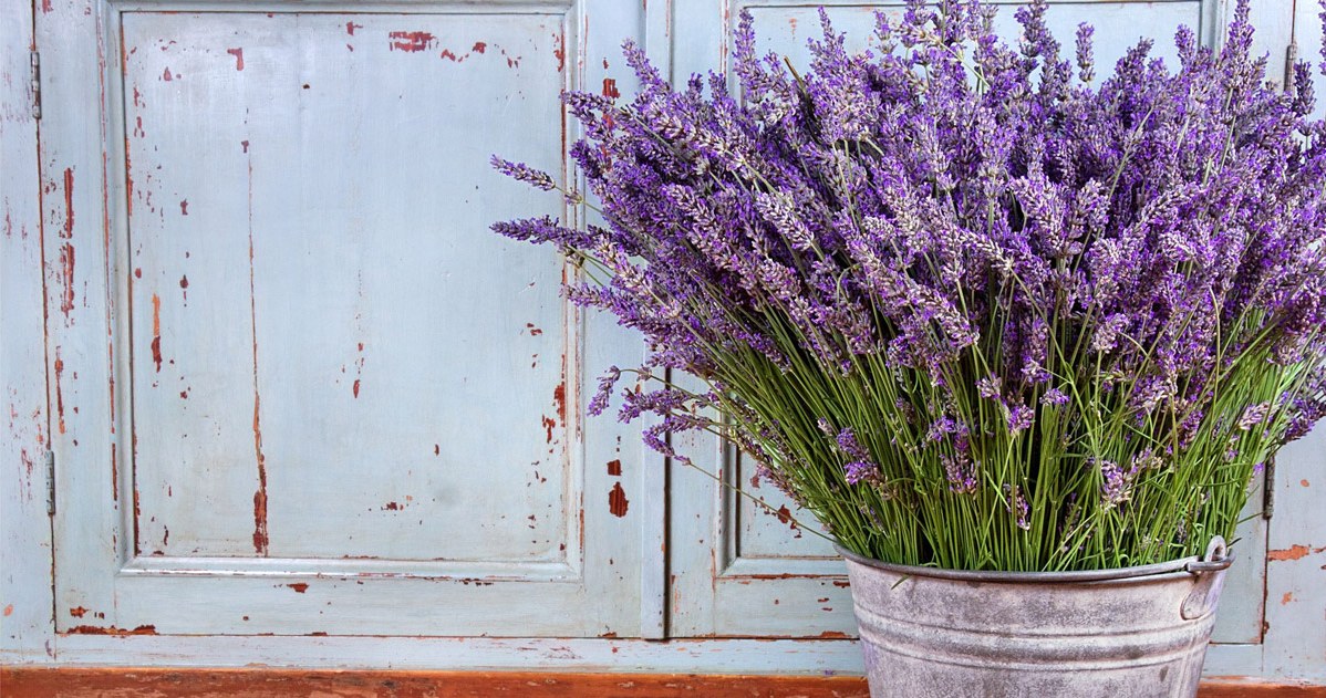 Lavender will scare away pigeons with its scent /123RF/PICSEL