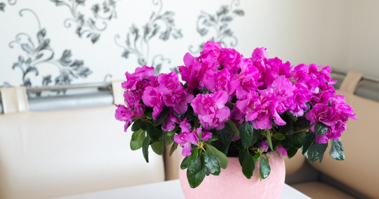 Potted azalea needs a rest period /123RF/PICSEL