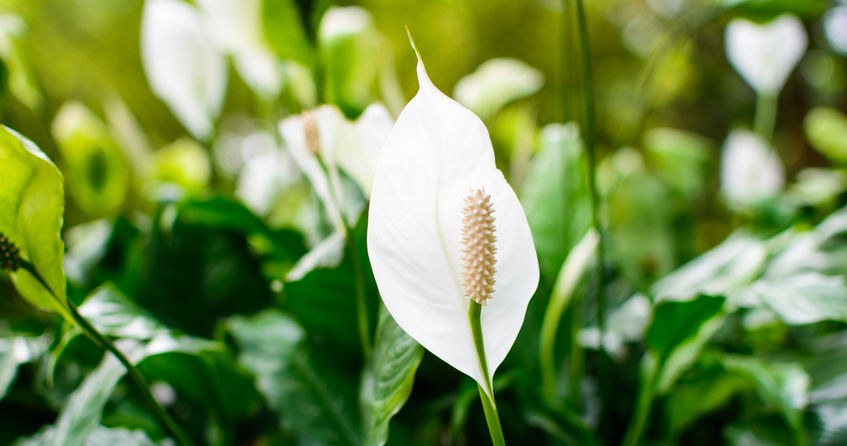 Spathiphyllum needs regular fertilization /123RF/PICSEL