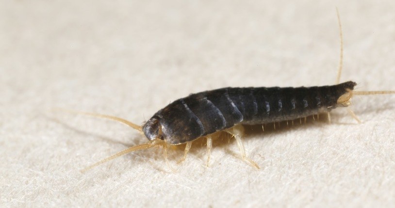 We can catch silverfish in a trap made of raw potato /123RF/PICSEL