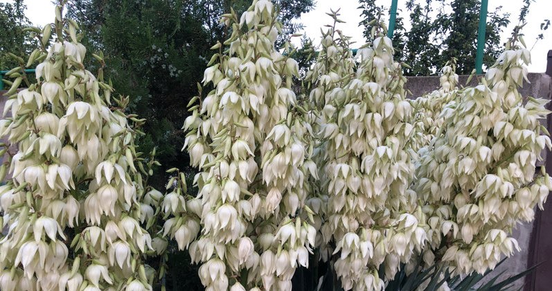 Yucca needs our care to survive the winter /123RF/PICSEL