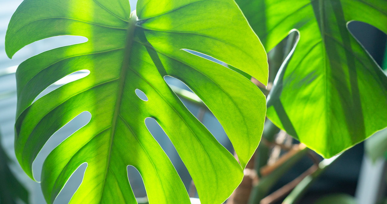 Monstera doesn't like a strong sun