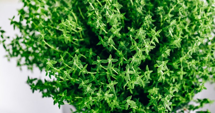 We can grow thyme in a pot on the windowsill /123RF/PICSEL