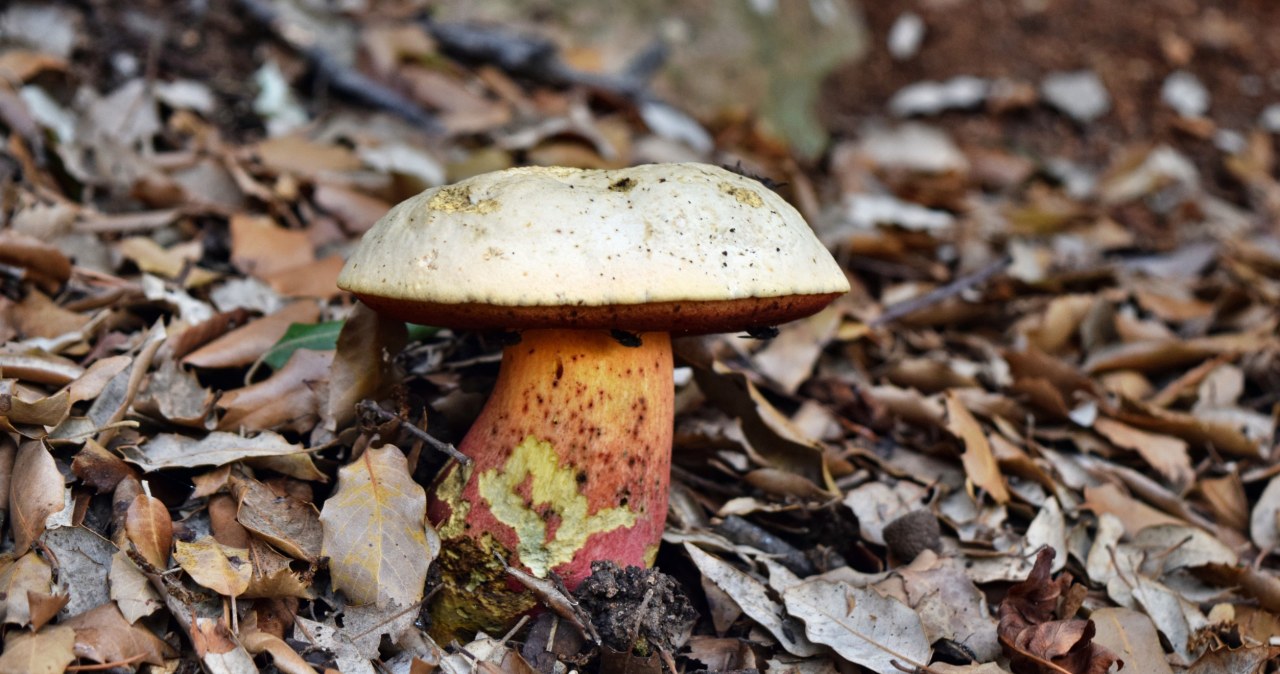 The satanic bolete has a much lighter cap color than the red bolete /123RF/PICSEL