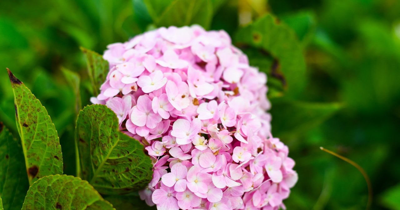 Hydrangeas will bloom beautifully if we protect them well for the winter /123RF/PICSEL