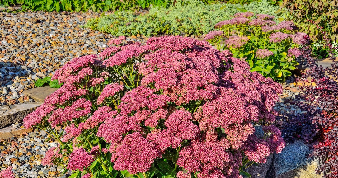 The impressive sedum impresses with its appearance and resistance to demanding weather conditions. It is not afraid of frosts /123RF/PICSEL