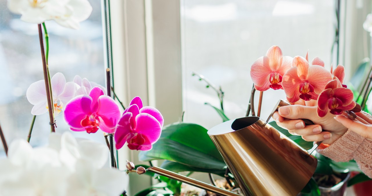It is worth watering orchids from time to time with carbonated water /123RF/PICSEL