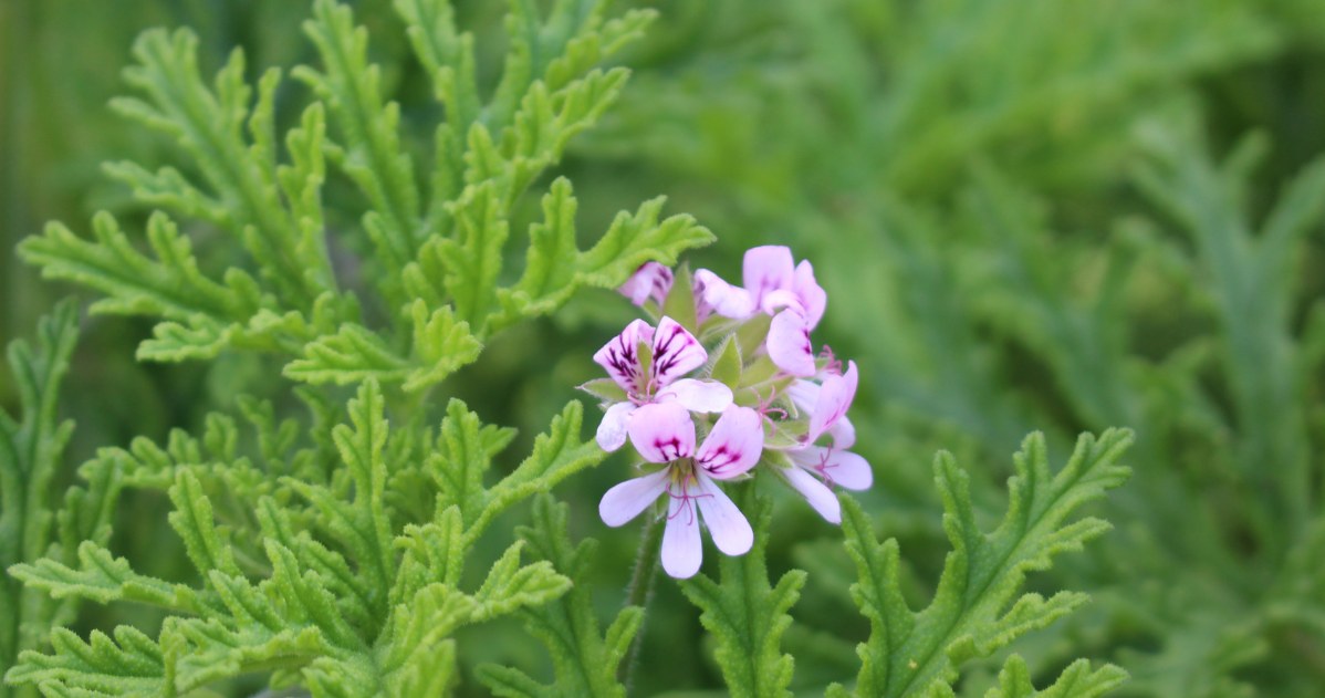 Geranium /CanvaPro /INTERIA.PL
