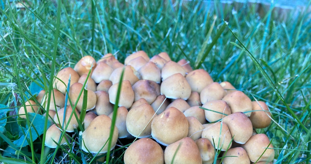The roadside heartworm is often found in the home garden in autumn /Olga Klamecka /INTERIA.PL