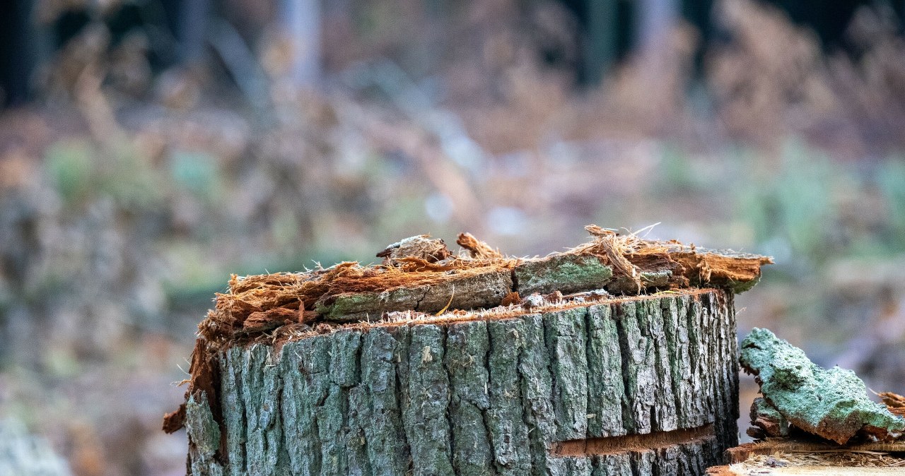 Since mid-October, regulations allow the removal of trees, but only under certain conditions. /Karolina Adamska/East News /East News