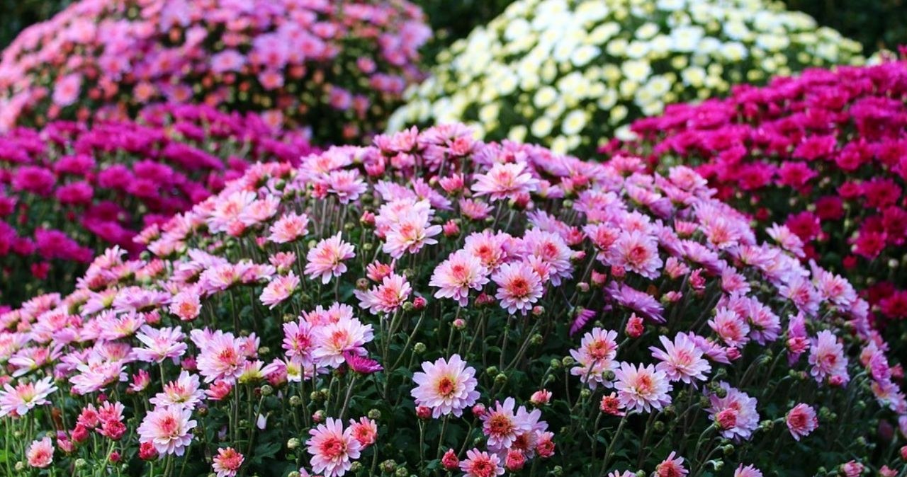 ​Mix and pour it over the chrysanthemums. This conditioner is a turbo boost for them /Pixabay.com