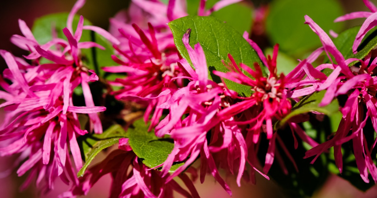 Chinese Loropetalum has charming, colorful flowers /Marjorie Bull
