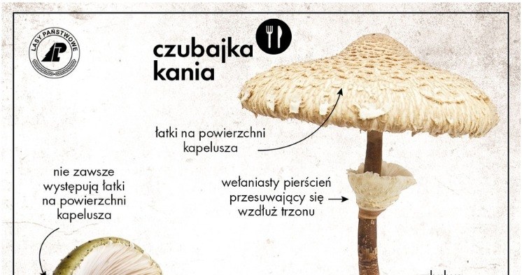 How to distinguish the cape kite from the cape fly agaric? /Photo State Forests/external material
