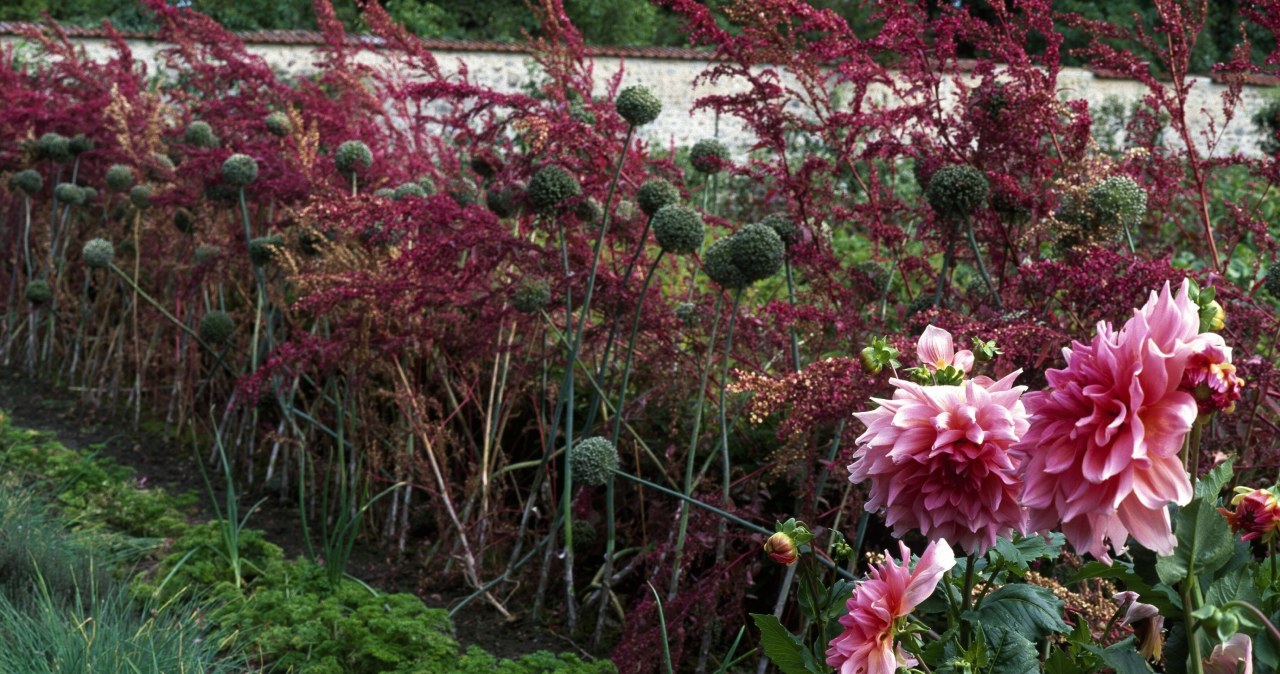 Decorative garlic impresses with its shape and colors. Creates unique compositions in the garden /east news with other flowers
