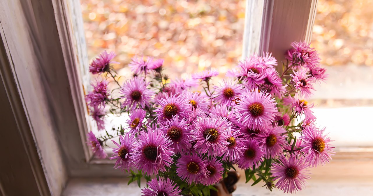 Add homemade conditioner to the water and chrysanthemums will stay fresh for up to several weeks /Pixel
