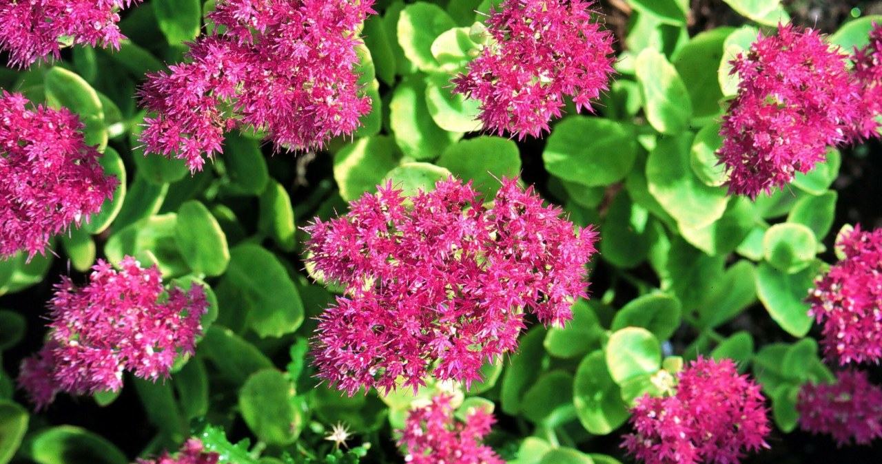 Sedum usually comes in shades of pink, burgundy or green /East News