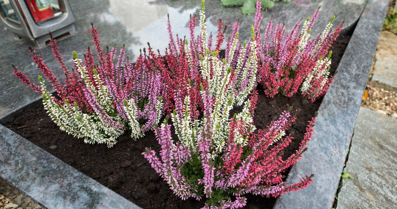 Heathers and briars create decorative compositions for a cemetery /Canva /Pixel