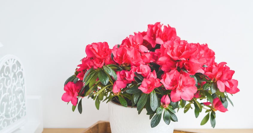 Azalea needs your care now. Do this and it will survive the winter without any problems