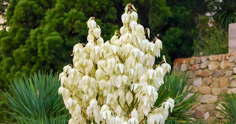 Frosts are coming. This is what you need to take care of so that your yucca survives