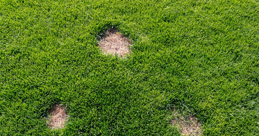 Don't do this to your lawn in the fall. In spring you will see dry patches
