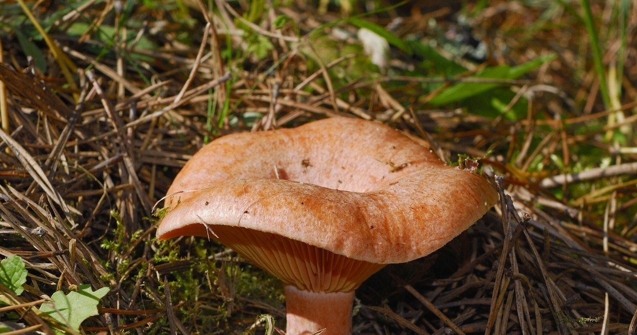 The season for these mushrooms begins. Be careful not to mistake them for a poisonous double