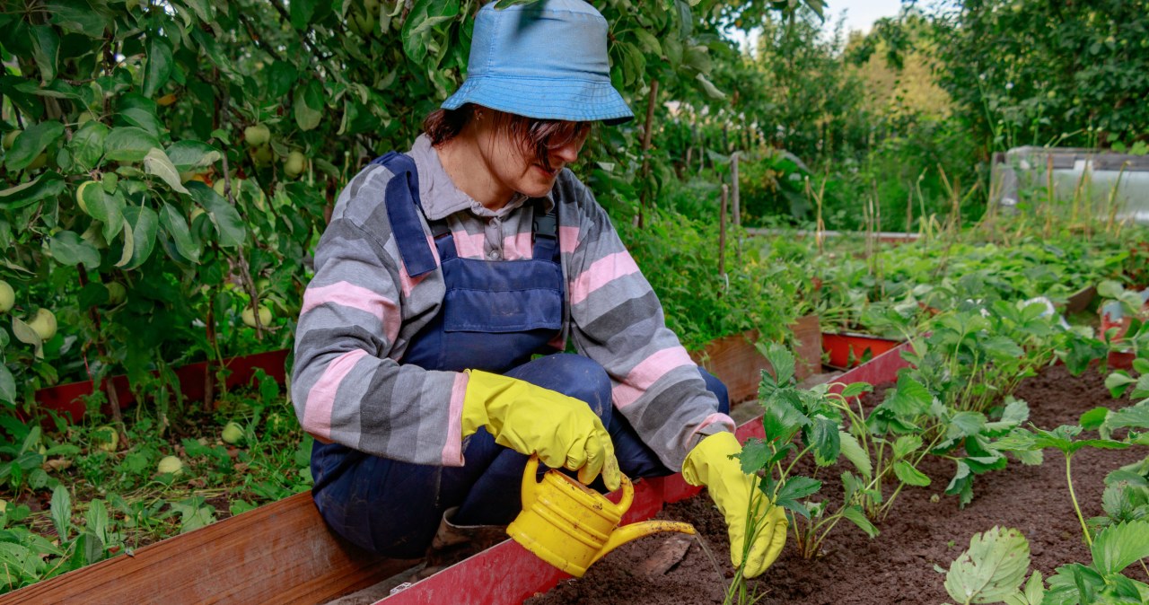 This is the last moment to take care of your strawberries. Do this in October and you will have plenty of fruit