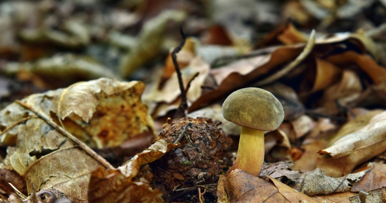 Most people avoid this mushroom. Only experienced mushroom pickers know how tasty it is