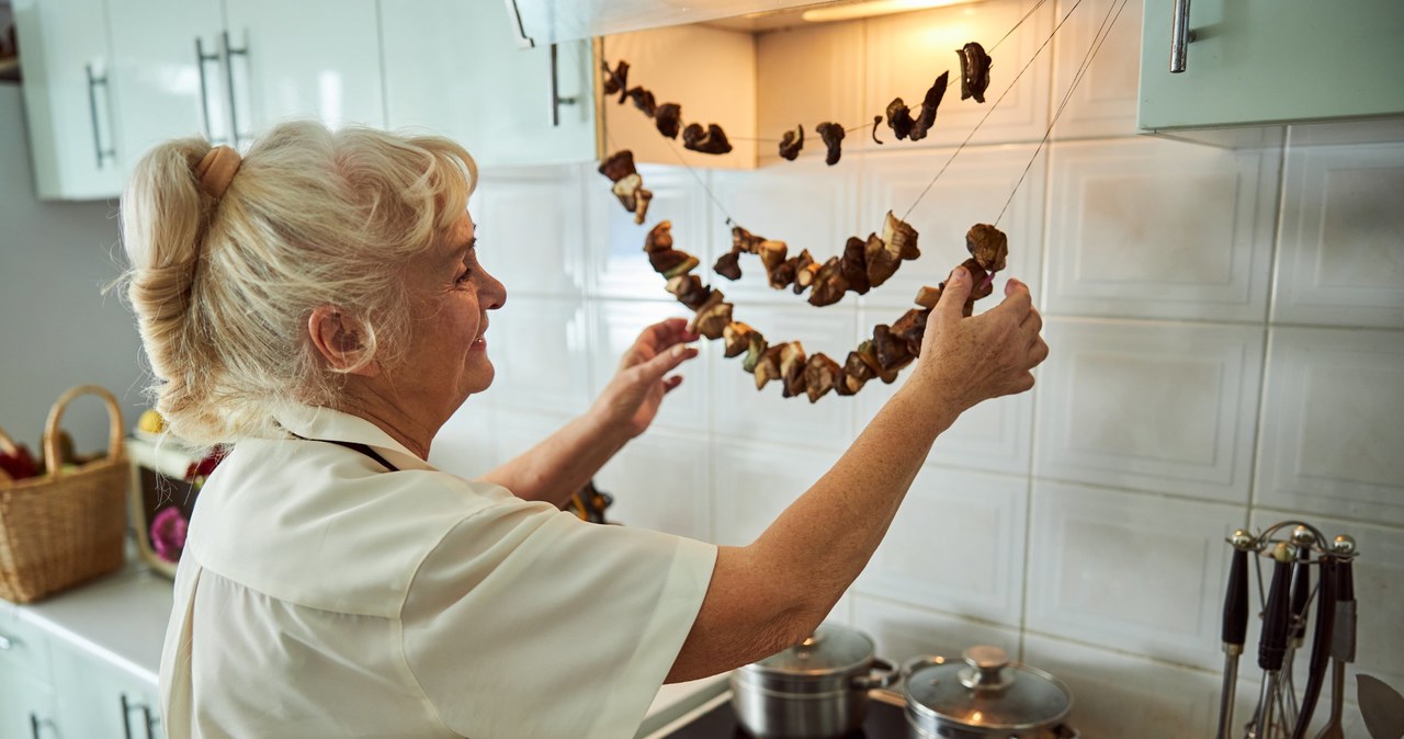 Do not dry these mushrooms under any circumstances. They will become poisonous