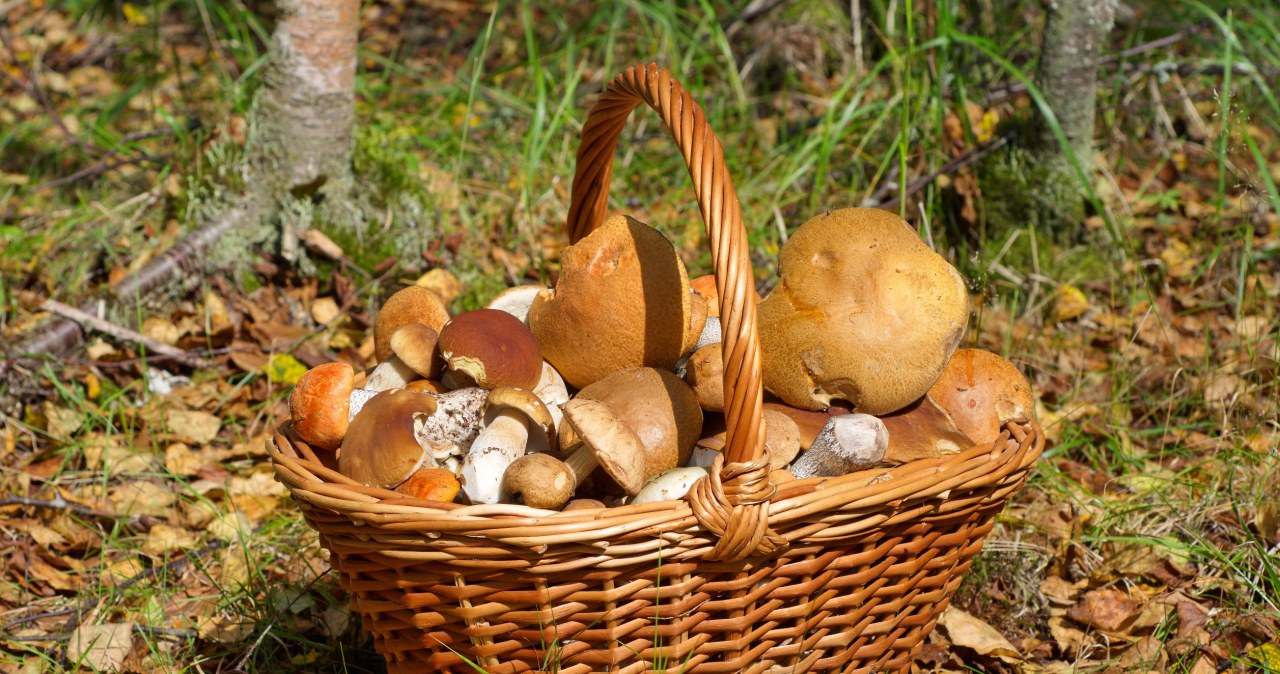 Where to buy mushrooms in Lower Silesia? These forests are full of chanterelles and porcini mushrooms