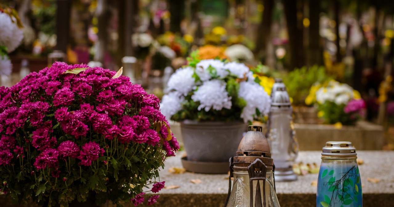 They are equally beautiful and more durable than chrysanthemums. They will decorate the grave until December