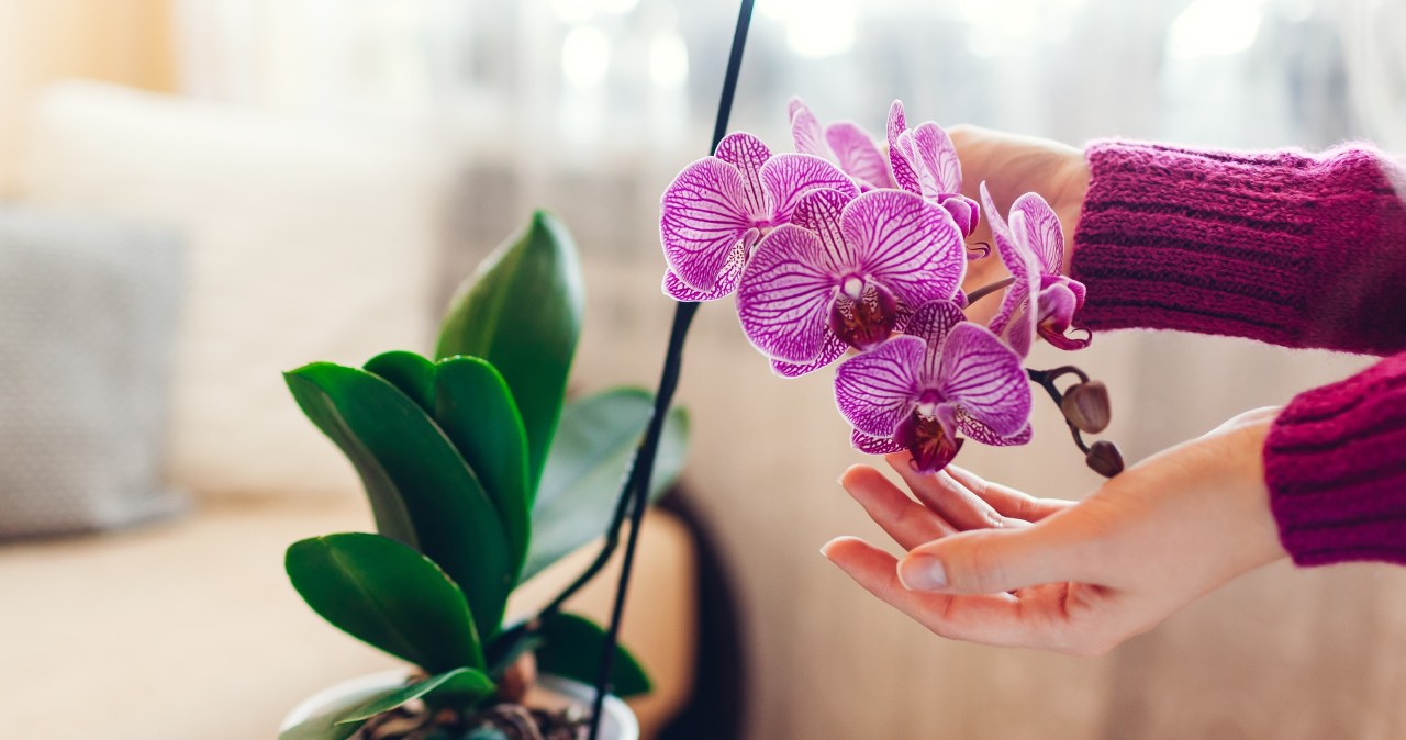 Water your orchids with this water. The leaves will be healthy and gain beautiful color