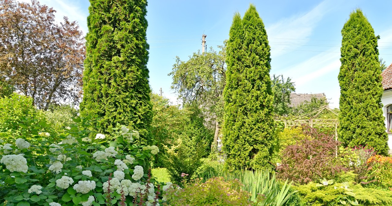 This is the last moment to prune the thuja. Don't miss this date