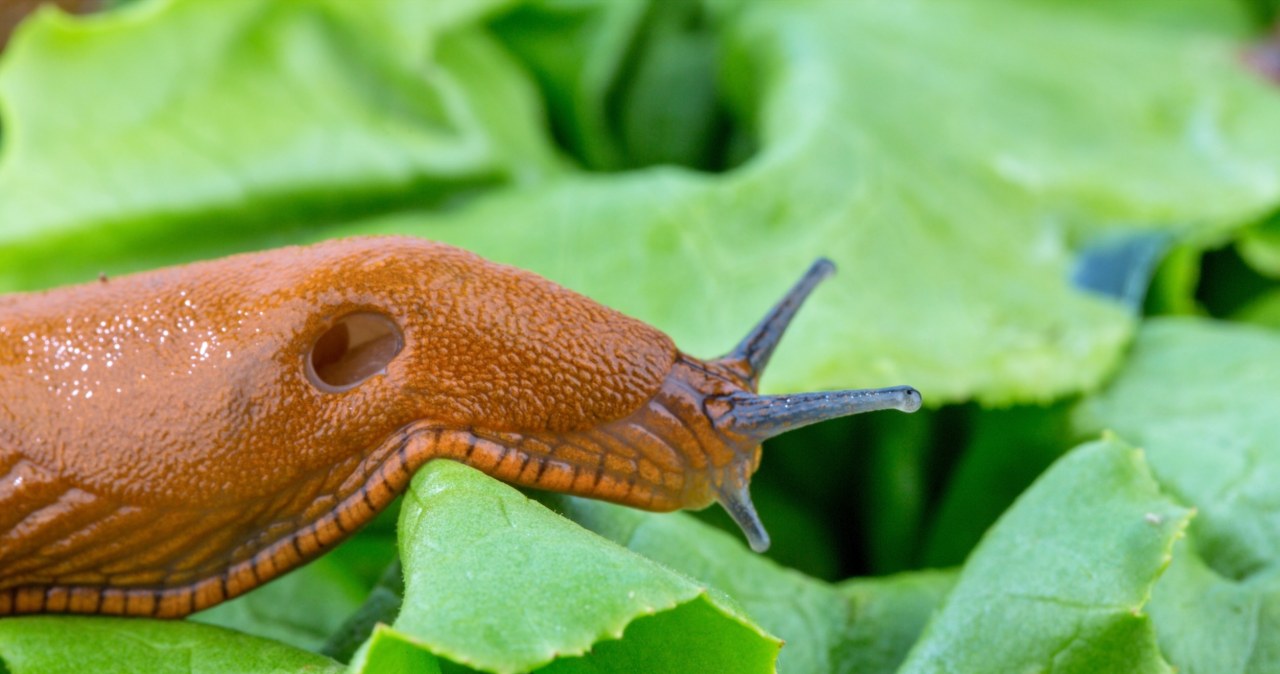 Do this with the soil in your garden. There won't be a single snail in spring