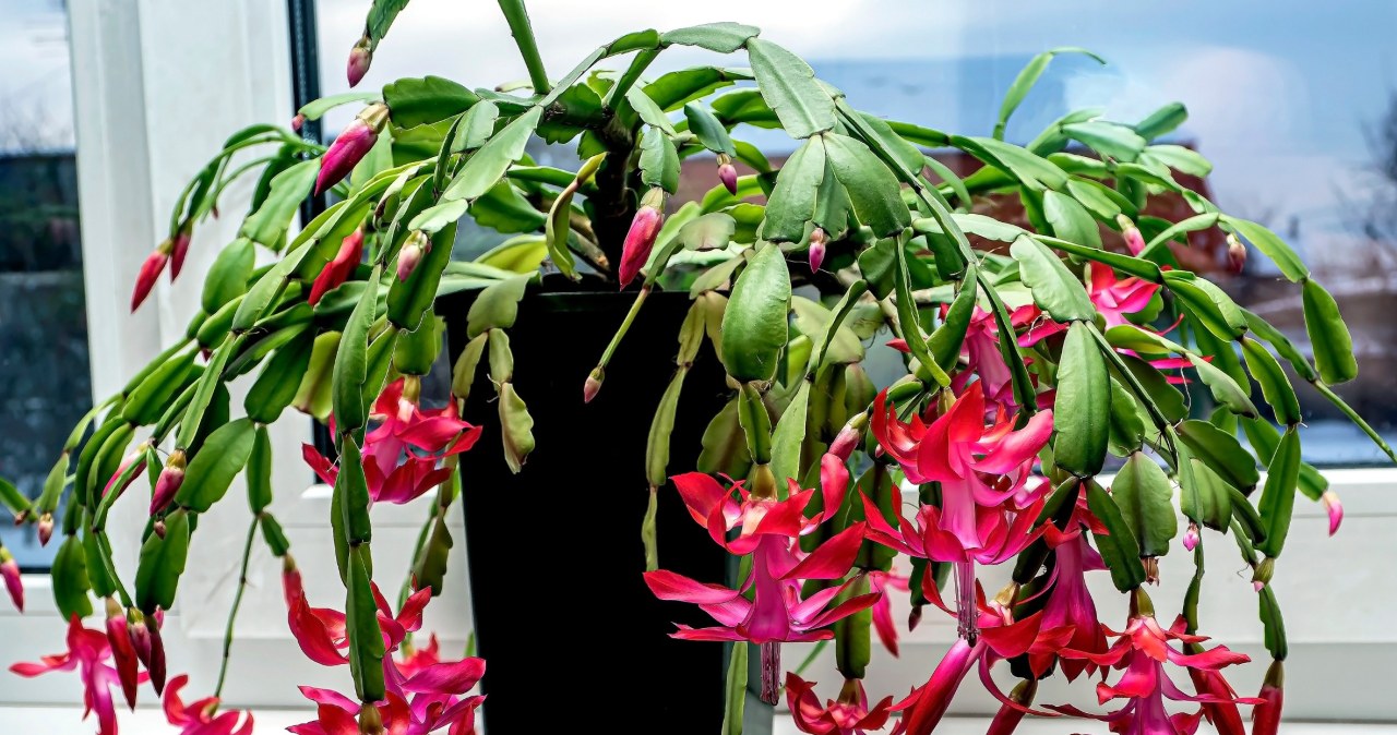 Melt and water the grodnik. You will see new buds in November