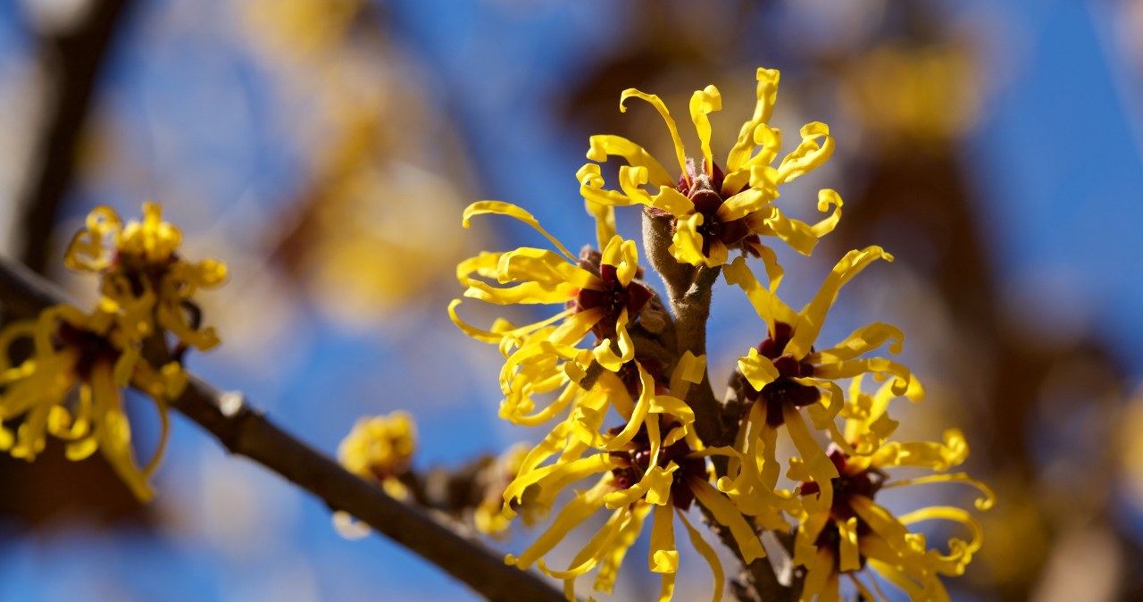 This shrub blooms in winter. It will add color to your garden