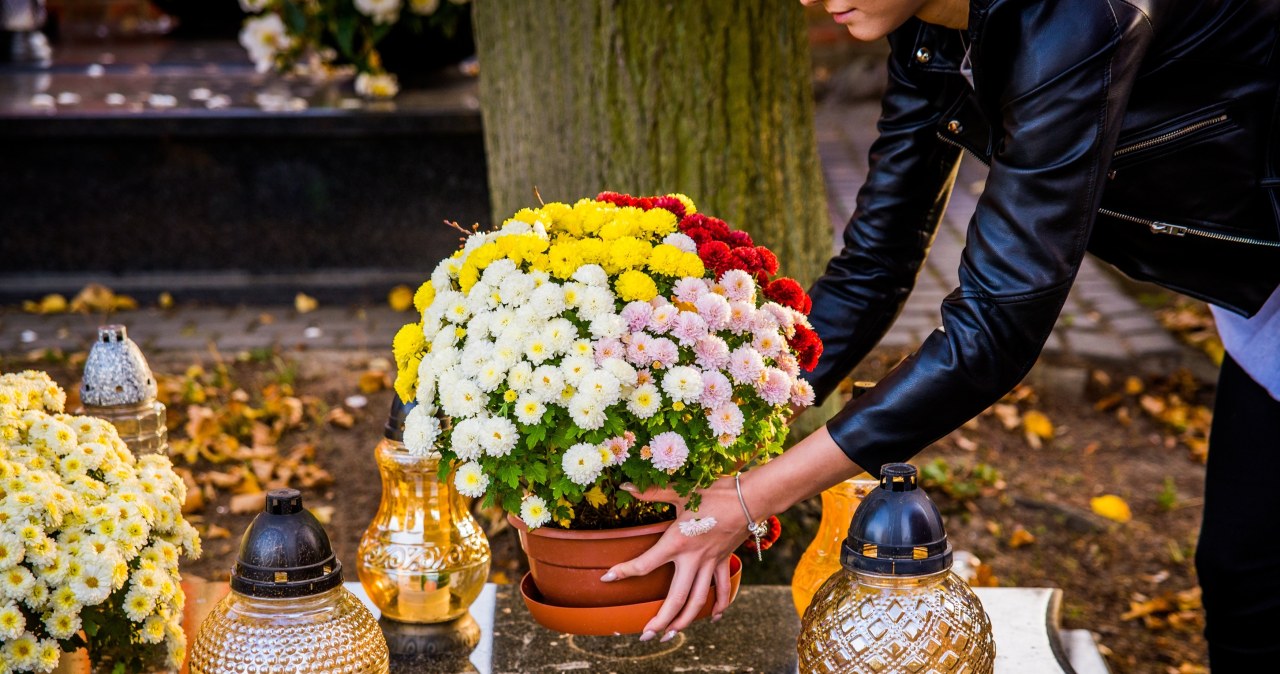 Not only chrysanthemums. These flowers are also suitable for a cemetery