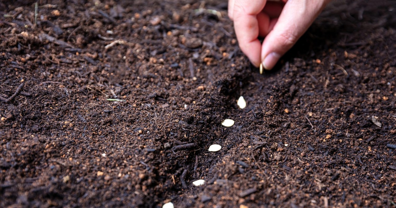 Sow these vegetables in October. You will speed up the harvest by up to a month