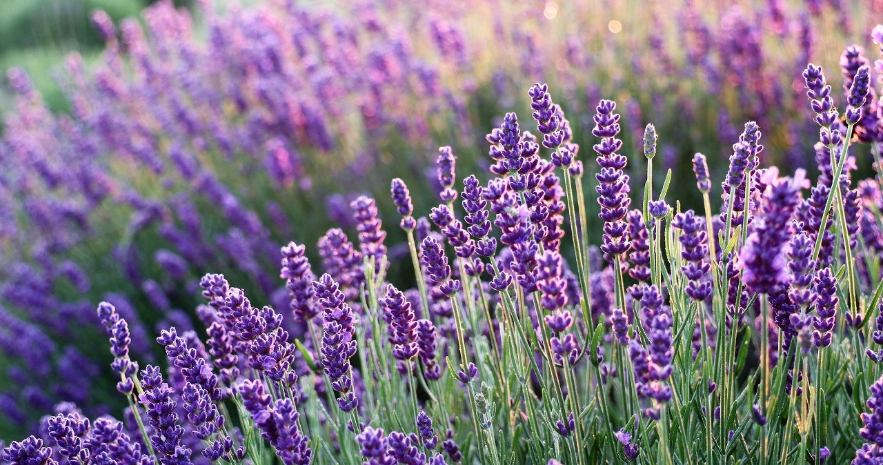 Do you want lavender to survive the winter? This species is frost -resistant