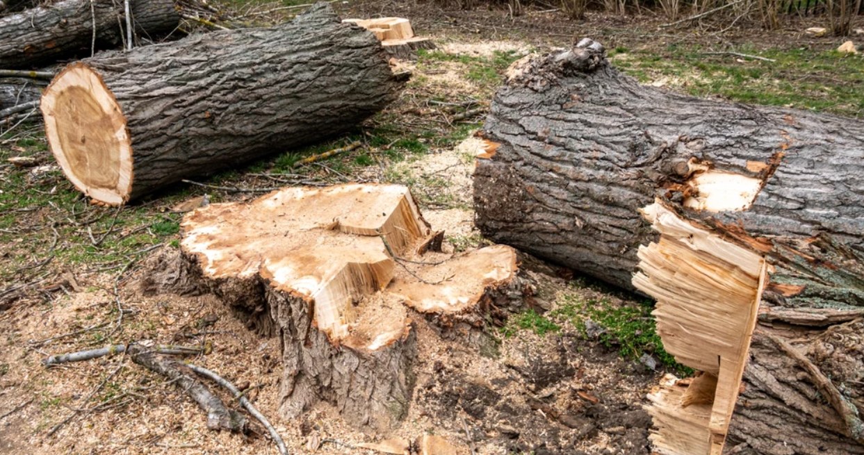 ​Do you want to cut down a tree on your plot? Check what the regulations say