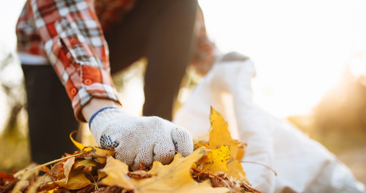 Do this with falling leaves. Your garden plants will thank you