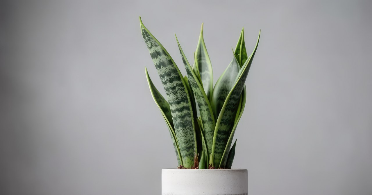 In October, water Sansewieria with this conditioner. You will make it with one vegetable