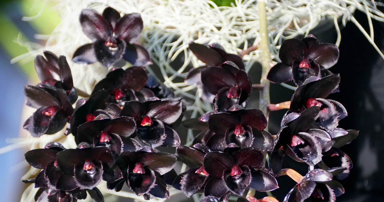 Not pink or white. This orchid is a real hit among flowers