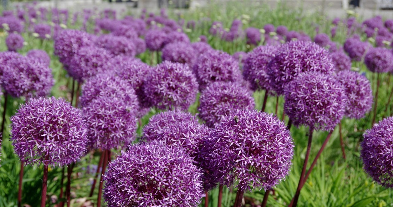 Place in the garden right now. In the spring, neighbors dumbfounded with jealousy