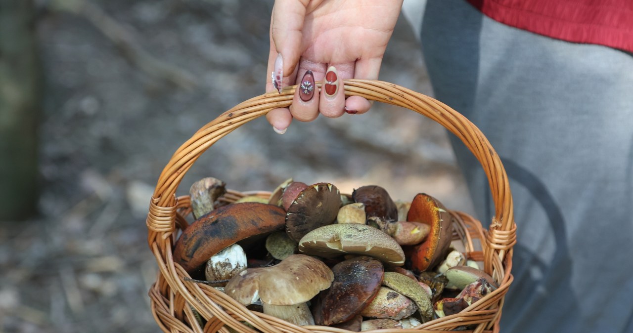 You will find most mushrooms in this forest. A stone's throw from Krakow