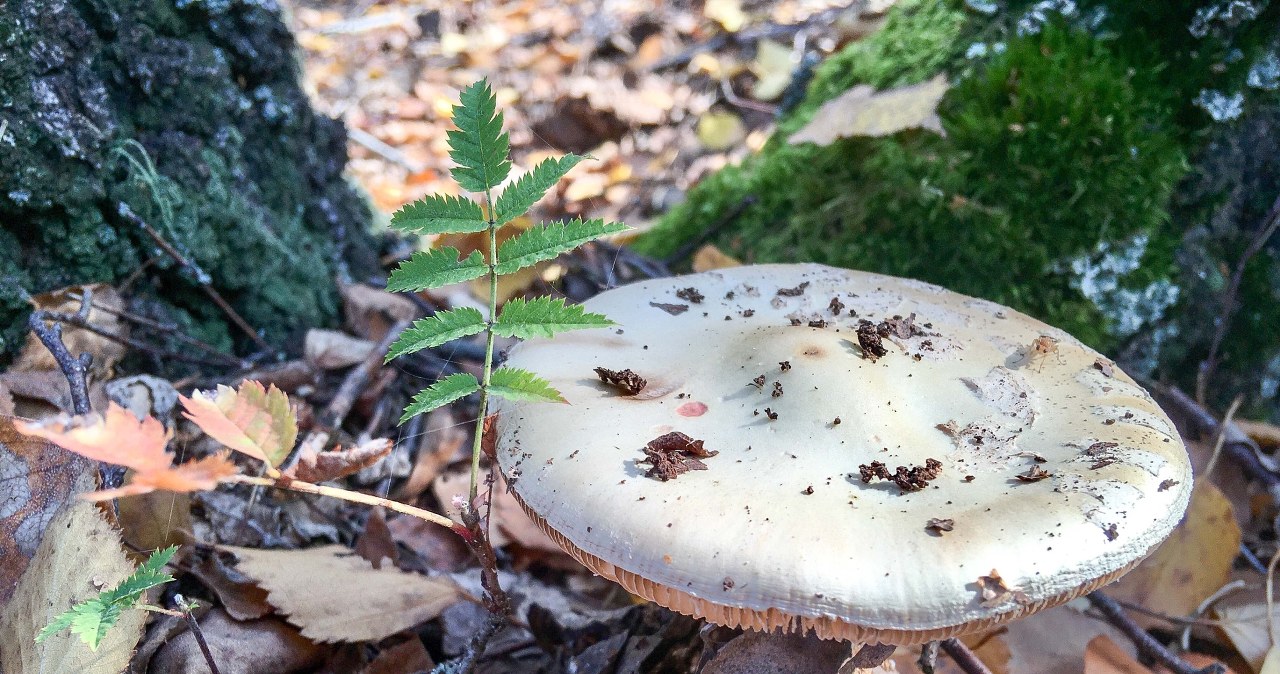 This mushroom is tasty but deadly. Give him a wide berth