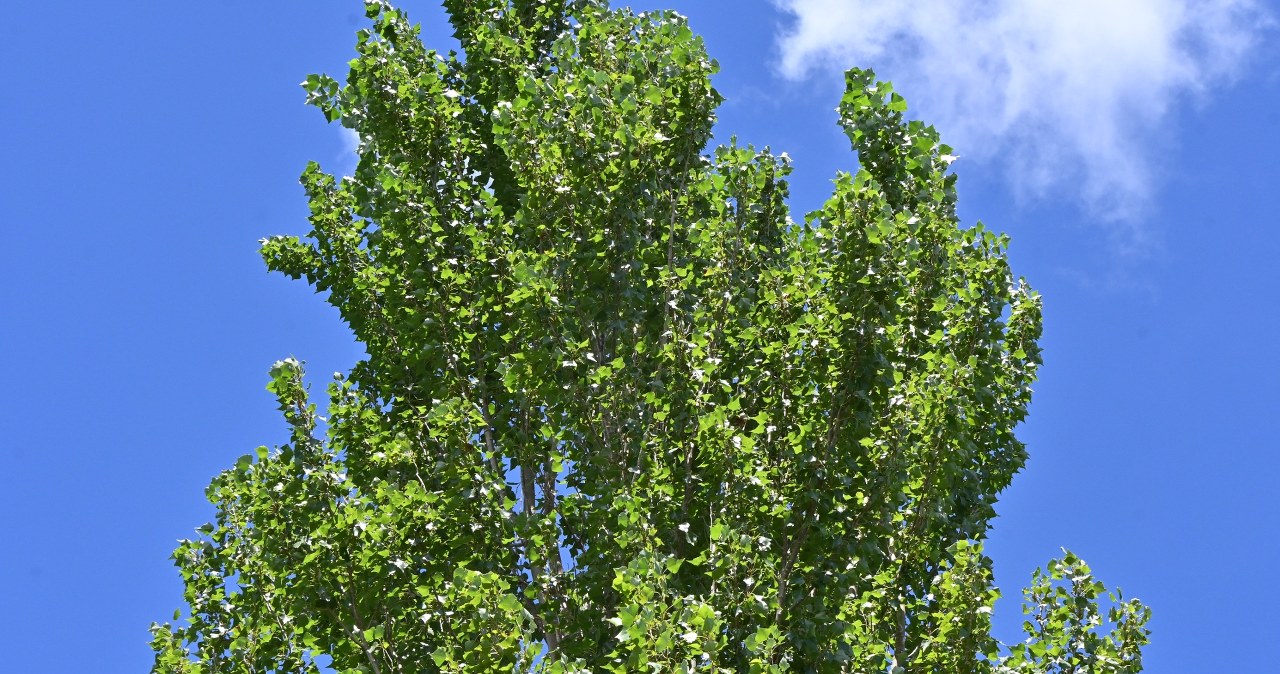 Do you want to shade your plot and protect yourself from your neighbors? This tree grows fast like no other