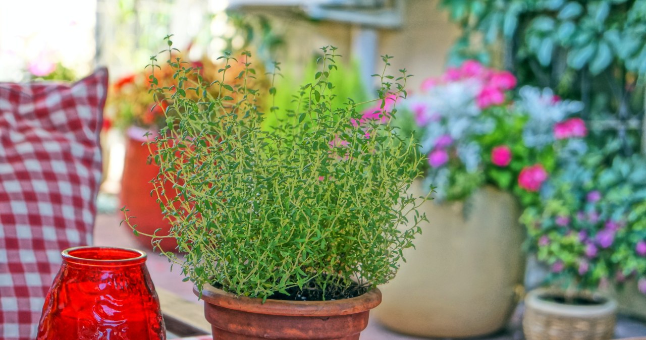 Not only geranium. This plant will also help with colds