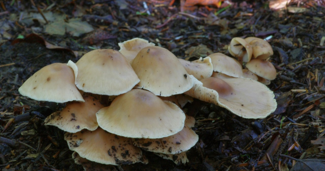 It even grows in the park, but no one collects it. It is edible and tasty