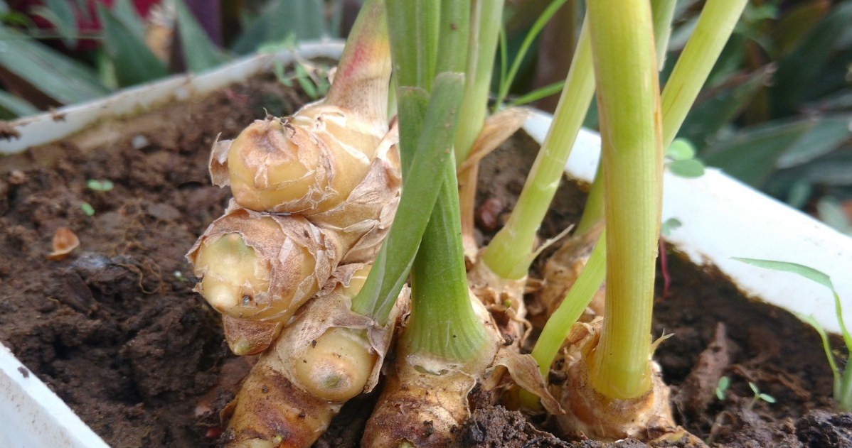 Plant this plant on your windowsill. It will save you from colds in autumn