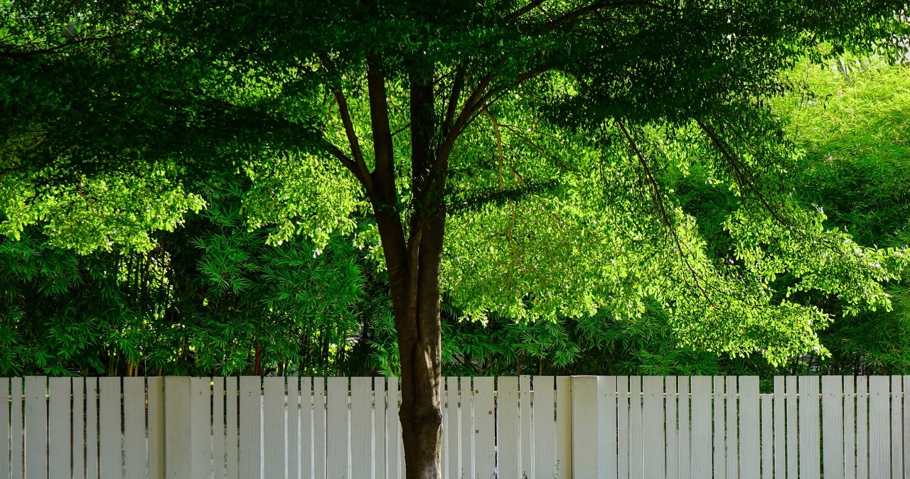 Are your neighbor's trees shading your plot? See what you can do
